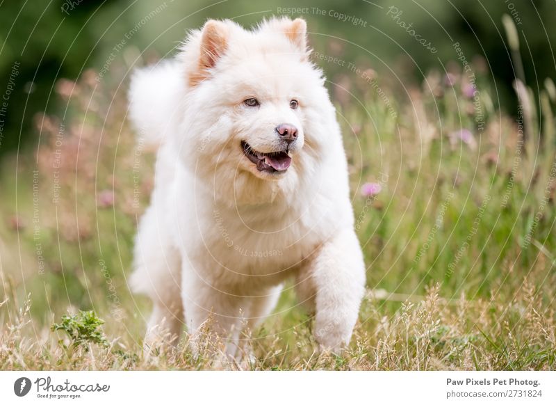 A beautiful white samoyed running through wildflowers Nature Plant Animal Spring Summer Beautiful weather Flower Grass Wild plant Garden Park Meadow Field