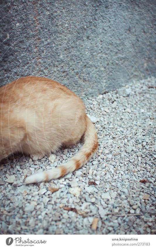 ze Blonde Red-haired Animal Pet Cat Pelt Tails 1 Crouch Lie Cuddly Natural Soft Observe Tiger skin pattern Pebble Concrete Gray Orange Colour photo