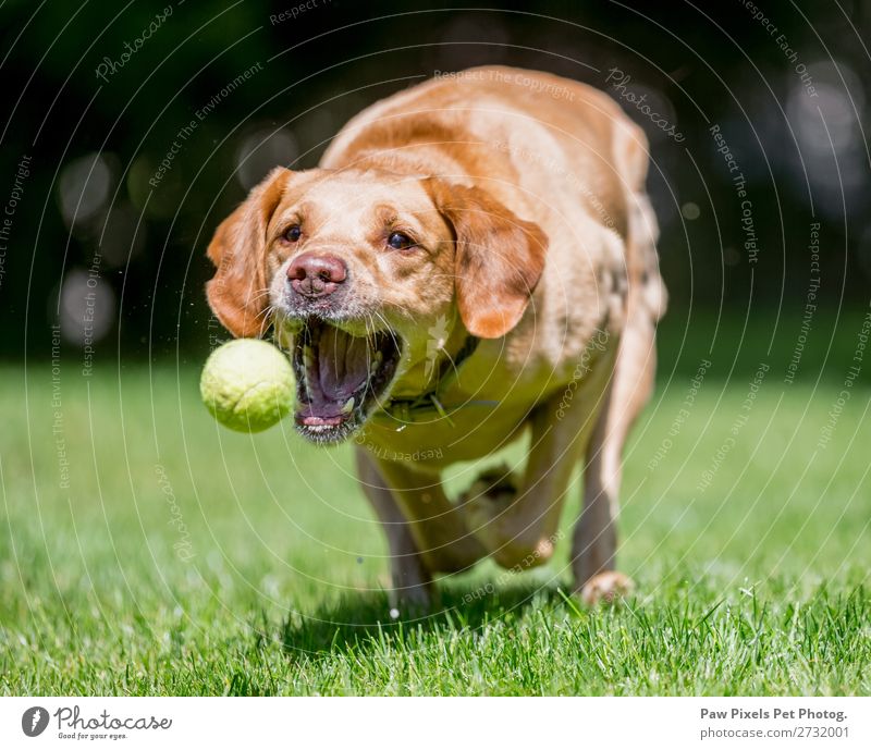 Close up of a a dog catching a ball. Animal Pet Dog Animal face Paw 1 Running Playing Jump Happiness Beautiful Colour photo Exterior shot Close-up Morning Dawn