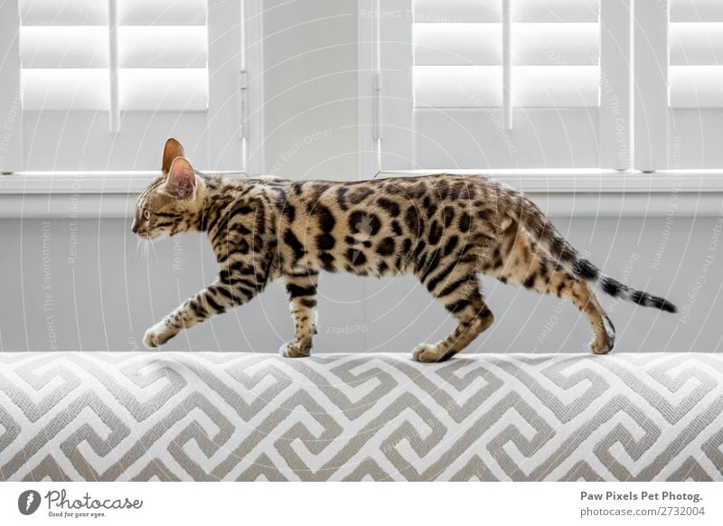A Bengal cat walking along the back of a modern sofa. Elegant Style Design Living or residing Flat (apartment) House (Residential Structure) Interior design
