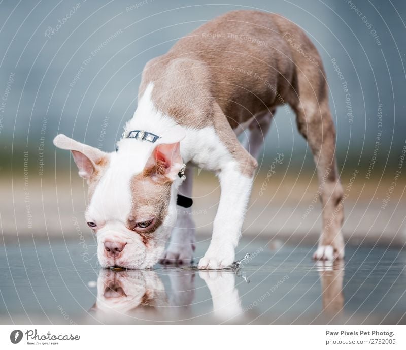 Boston Terrier puppy drinking from a puddle. Animal Pet Dog Animal face 1 Water Stand Drinking Wet Cute Brown White Colour photo Deserted Morning Day