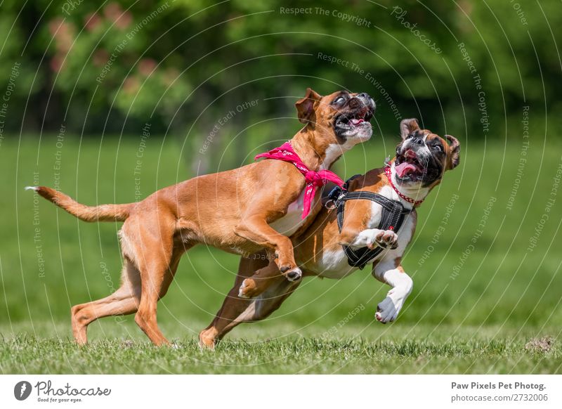 close up of two dogs playing on a hill. Boxer dogs. Nature Animal Spring Summer Beautiful weather Grass Park Meadow Field Forest Pet Dog Animal face Pelt Claw