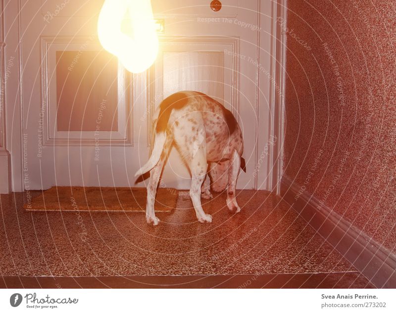 <3 <3 <3 Staircase (Hallway) Pet Front door Doormat Animal Dog 1 Stand Trashy Night Light Visual spectacle Light (Natural Phenomenon) Long exposure Boxer