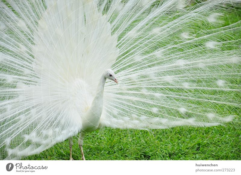 lonely peacock Elegant Beautiful Nature Animal Spring Beautiful weather Plant Grass Leaf Field Wild animal Animal face 1 Stand Cool (slang) Fantastic Good