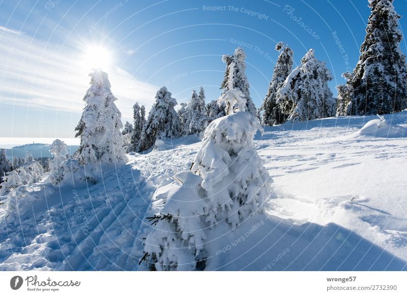 Winter Forest I Nature Landscape Plant Sky Sun Beautiful weather Ice Frost Snow Tree Foliage plant Coniferous trees Spruce forest Mountain Harz Brocken Blue