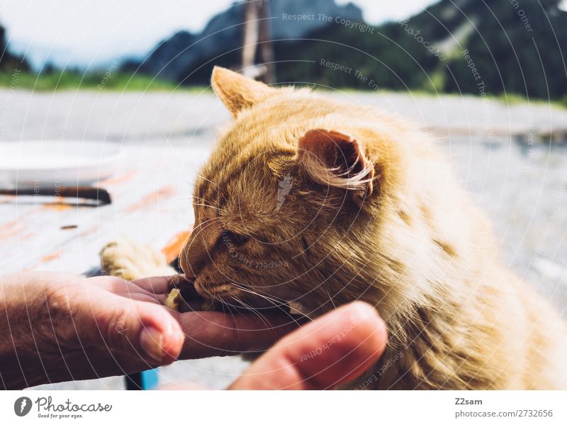 Cat eats out of hand Hiking Hand Nature Landscape To feed Feeding Friendliness Cuddly Cute Beautiful Happy Safety (feeling of) Goodness Altruism Calm Appetite