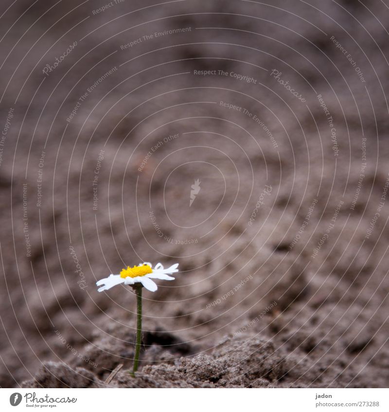 loneliness. Plant Earth Sand Flower Field Exceptional Brave Beautiful Unwavering Hope Naked Blossom 1 Growth Deserted Copy Space top Worm's-eye view