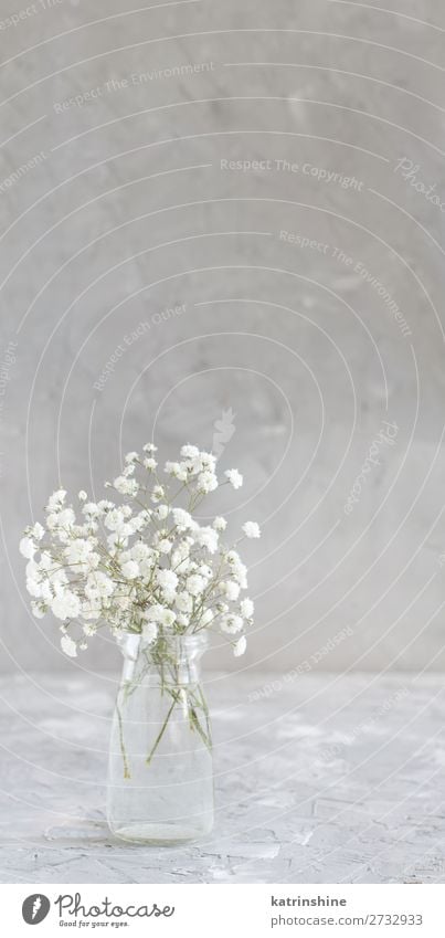 Bouquet of small white flowers in a jar Bottle Beautiful Decoration Valentine's Day Wedding Woman Adults Flower Blossom Small Gray White gypsophila Neutral