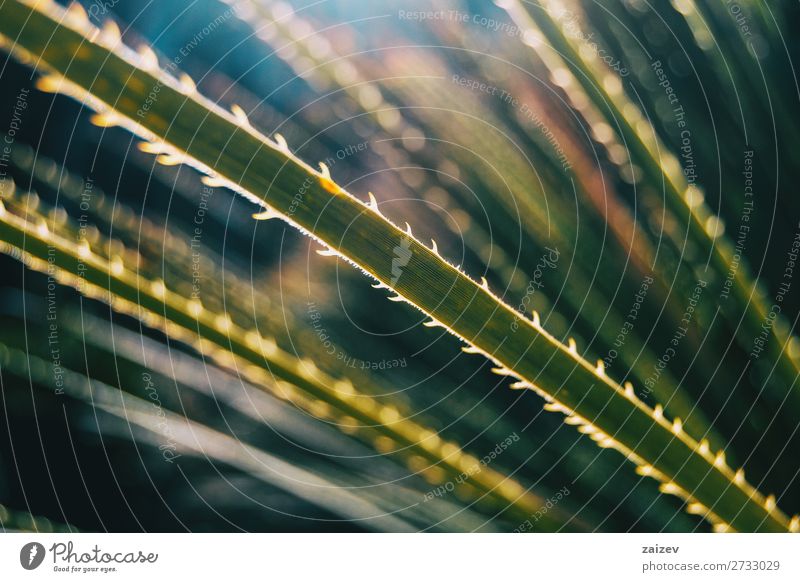 Close-up of a plant's leaf with serrated edge texture light sunlight artistic nature natural art of nature long green vegetation flora organic jagged dentate