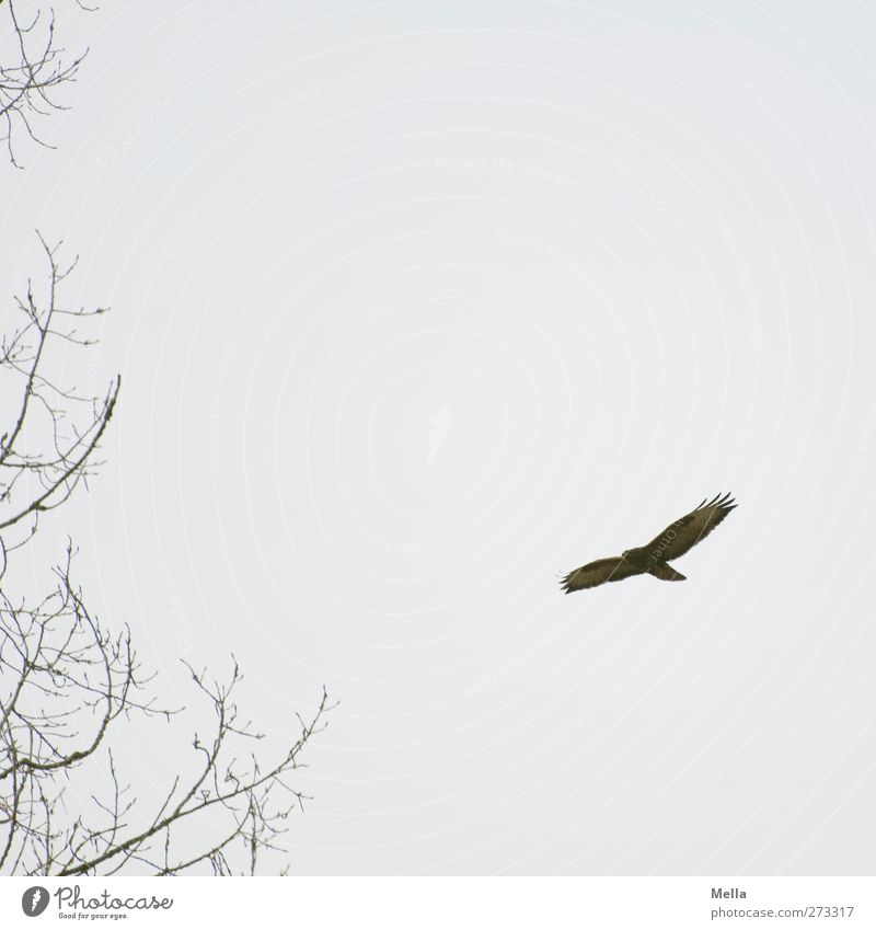 900 - bird picture, what else? Environment Nature Animal Plant Tree Branch Wild animal Bird Hawk Common buzzard 1 Flying Free Natural Gray Freedom Colour photo