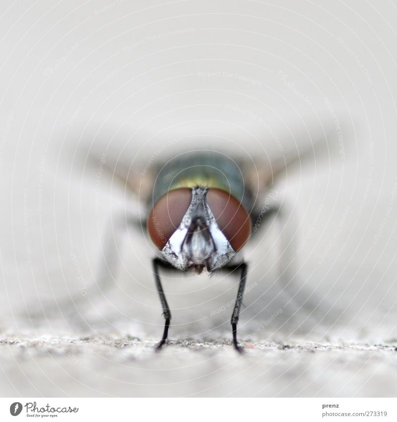Glubschis Environment Nature Animal Wild animal Fly 1 Observe Brown Gray Insect Compound eye Looking Colour photo Exterior shot Close-up