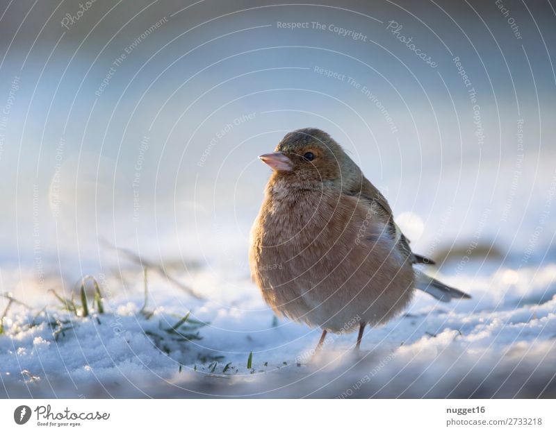 Bookfinch in the snow Environment Nature Animal Sunlight Winter Climate Climate change Weather Beautiful weather Ice Frost Snow Snowfall Grass Garden Park