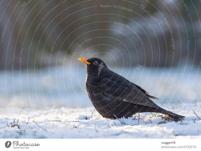 Blackbird in the snow Environment Nature Animal Sunlight Winter Climate Climate change Beautiful weather Ice Frost Snow Snowfall Grass Garden Park Meadow Field