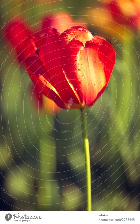 tulip Garden Decoration Nature Plant Tulip Meadow Faded Growth Eroticism Orange Red Emotions Happy Desire Environment Environmental protection "Tulip Leaf