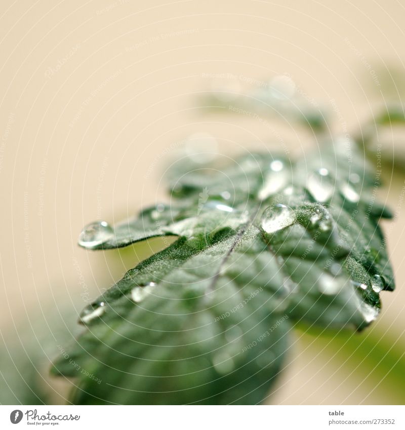 drop-macro tomato plant Environment Nature Plant Elements Water Drops of water Spring Summer Leaf Foliage plant Agricultural crop Glittering Hang Illuminate