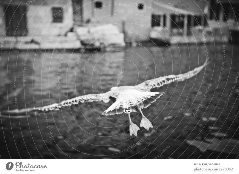 Mine Mine Mine Water Waves Ocean Town Harbour Animal Wild animal Bird Wing Seagull Feather 1 Flying Exterior shot Deserted Day Shallow depth of field