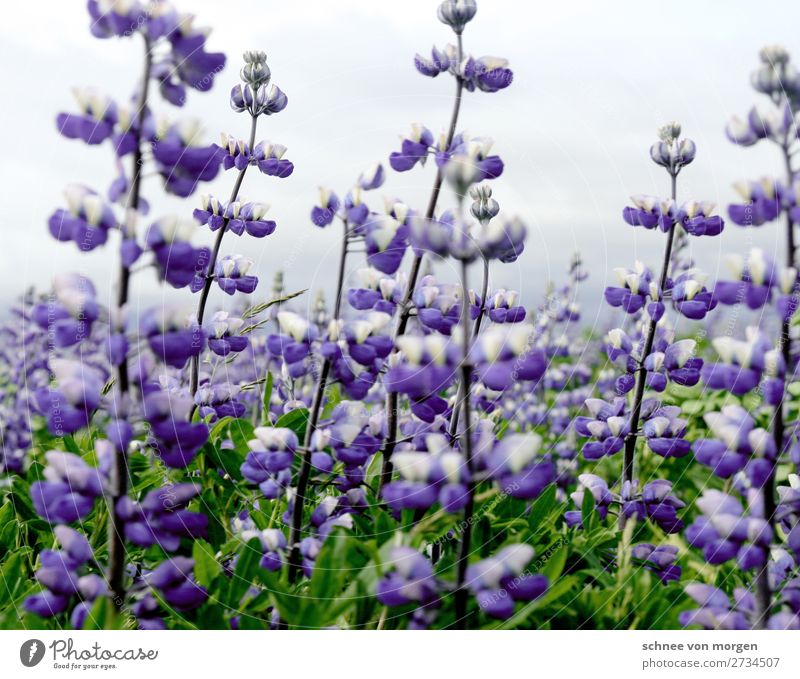 purple lye greenwind Environment Nature Landscape Plant Animal Spring Climate Climate change Weather Beautiful weather Blossom Wild plant Garden Park Field Blue