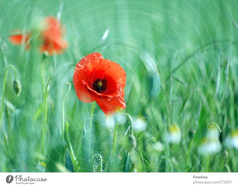 My favourite flowers Environment Nature Plant Summer Beautiful weather Flower Blossom Field Natural Green Red Poppy Poppy blossom Grain Cornfield Blossoming