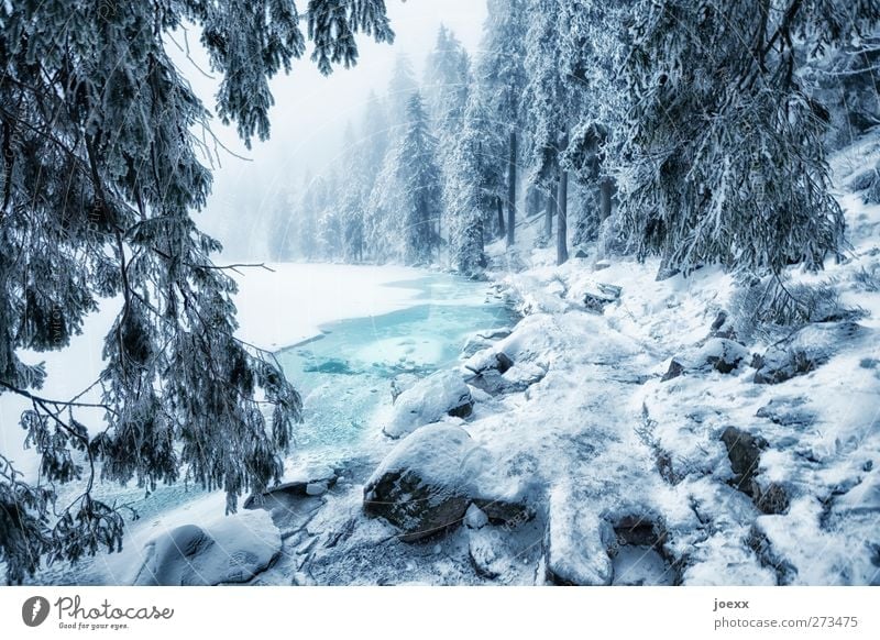 The ghosts at Mummelsee Nature Water Winter Weather Fog Ice Frost Snow Forest Lakeside Cold Blue Black White Idyll Mummelsee Lake Colour photo Exterior shot