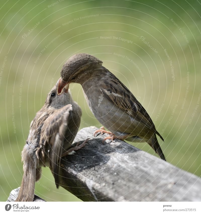 Feed Me Environment Nature Animal Wild animal Bird 2 To feed Sit Together Gray Green Sparrow Feeding Chick Beak Wood Colour photo Exterior shot Close-up