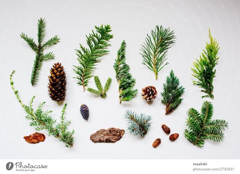 collection of various conifers and its cones Design Garden Decoration Gardening Nature Plant Tree Collection Natural Above Green White Creativity Conifer Pine