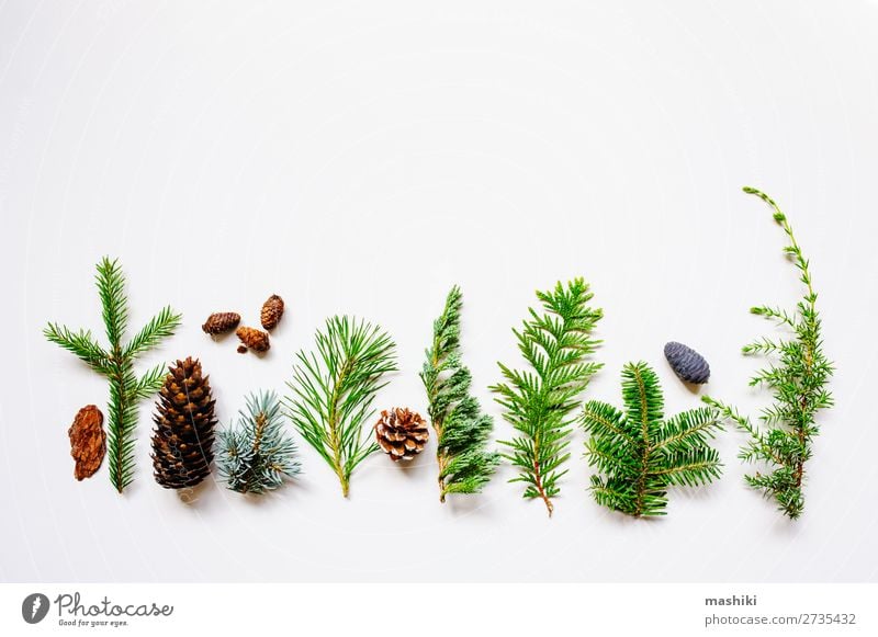 collection of various conifers and its cones Design Garden Decoration Gardening Nature Plant Tree Leaf Collection Exceptional Natural Above Green White