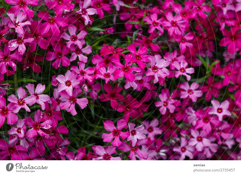phlox Nature Spring Summer Flower Phlox Blossom Garden Blossoming Small Green Pink Red Many carpet plox Botany flame flower Colour photo Exterior shot Deserted