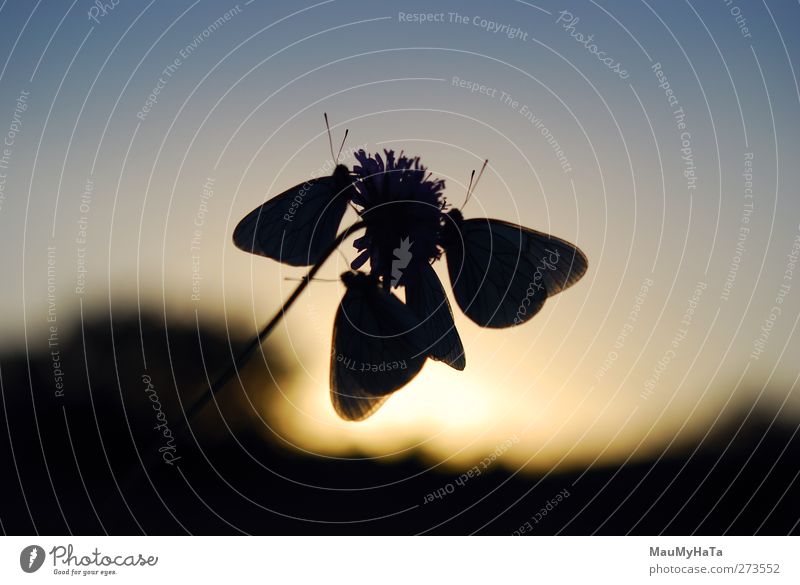 Silhouette of a Butterfly Nature Plant Animal Sky Horizon Sun Sunrise Sunset Sunlight Spring Summer Climate Beautiful weather Flower Grass Leaf Blossom