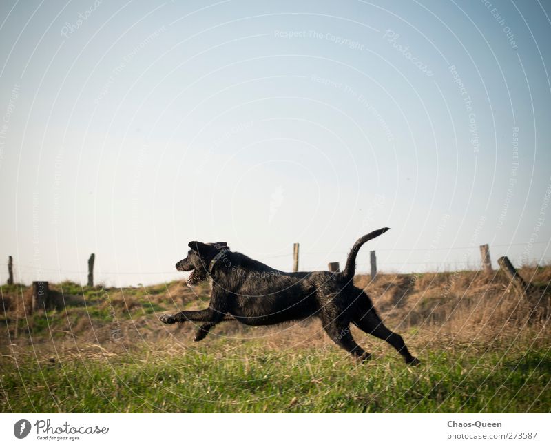Racing dog Paula in action Athletic Leisure and hobbies Summer Nature Sky Cloudless sky Beautiful weather Grass Meadow Animal Pet Dog 1 Running Romp Free