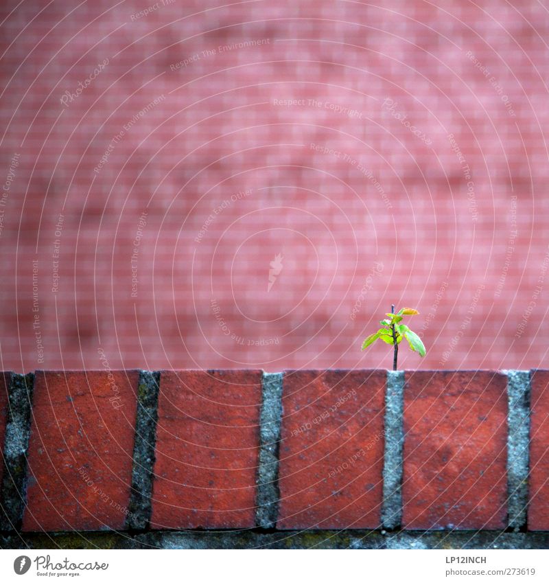 red Environment Nature Animal Summer Plant Tree Park Wall (barrier) Wall (building) Brick Cute Red Willpower Effort Power Growth Colour photo Exterior shot