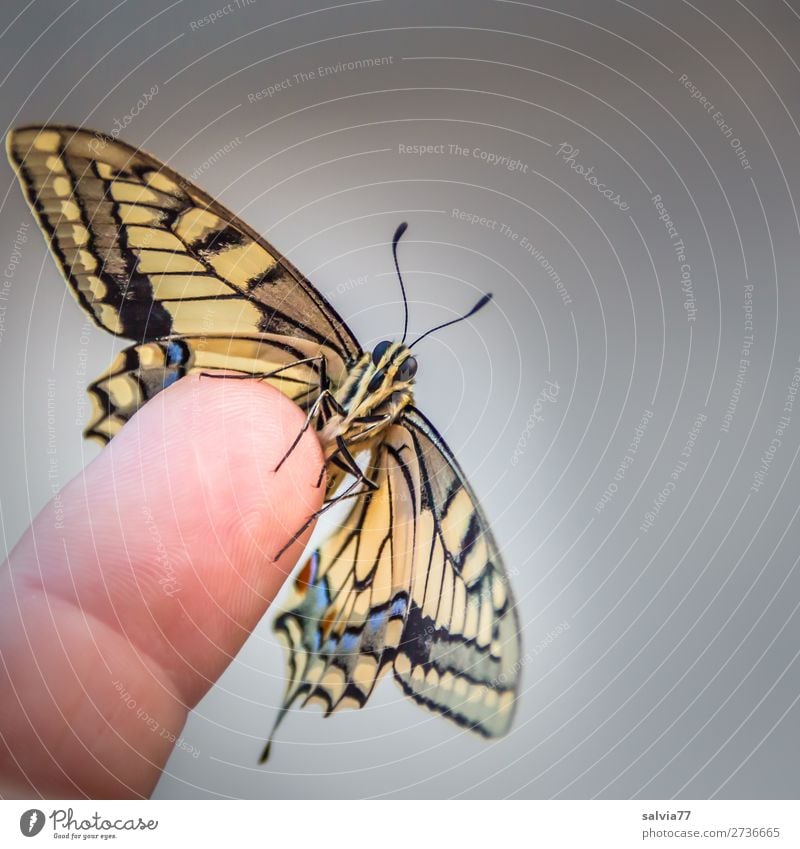 dovetail Fingers Nature Animal Butterfly Animal face Wing Insect Swallowtail 1 Esthetic Fresh Beautiful Trust Love of animals Ease Change Feeler Colour photo