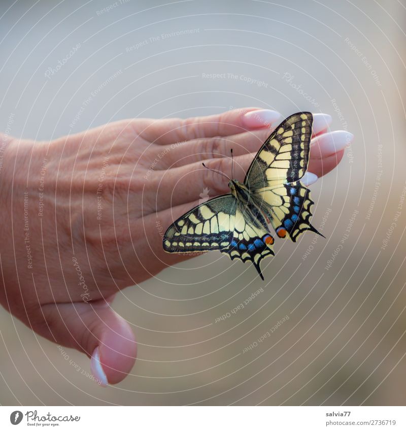 lightness Happy Beautiful Personal hygiene Manicure Nail polish Hand Fingers Animal Butterfly Wing Swallowtail Insect Esthetic Love of animals Attentive Ease