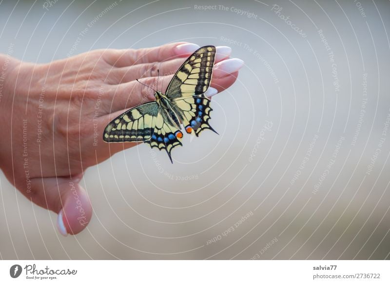 perfect manicure Manicure Hand Women`s hand nails Fingers Fingernail Beauty Photography pretty care Butterfly Swallowtail Papilio machaon Nail Skin beauty