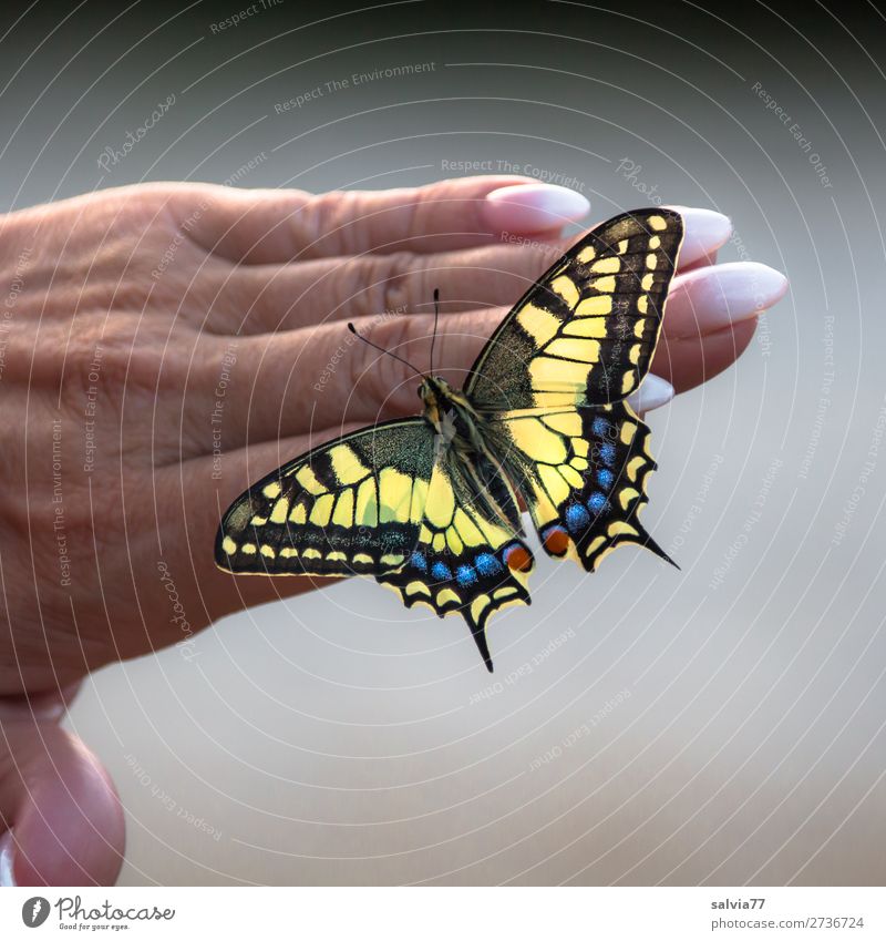 I've got a perfect manicure. Hand Fingers Fingernail Manicure Environment Nature Summer Butterfly Swallowtail 1 Animal Touch Esthetic Beautiful Love of animals