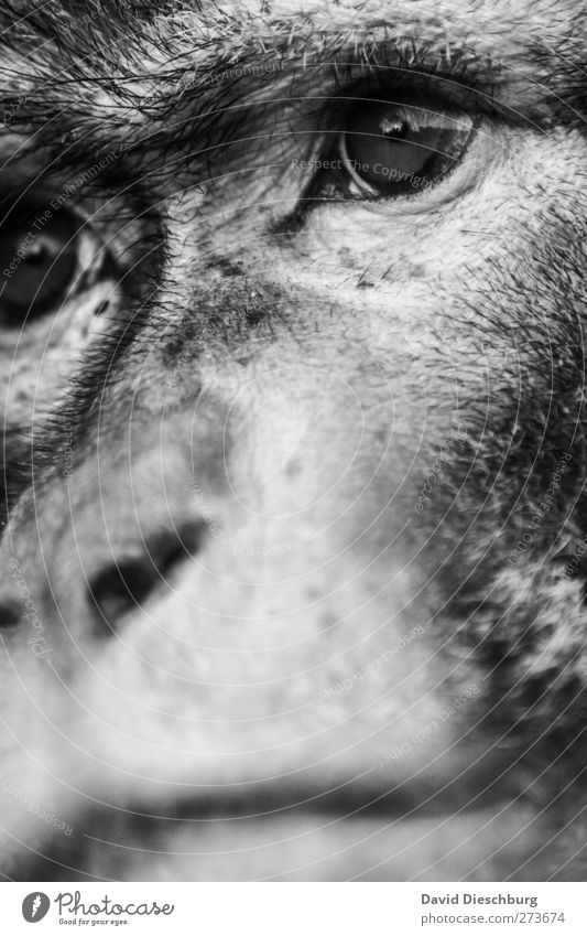 M/Dir not so dissimilar Animal Wild animal Animal face Zoo 1 Monkeys Eyes Nose Snout Looking Sadness Hide macaque Evolution Black & white photo Close-up Detail