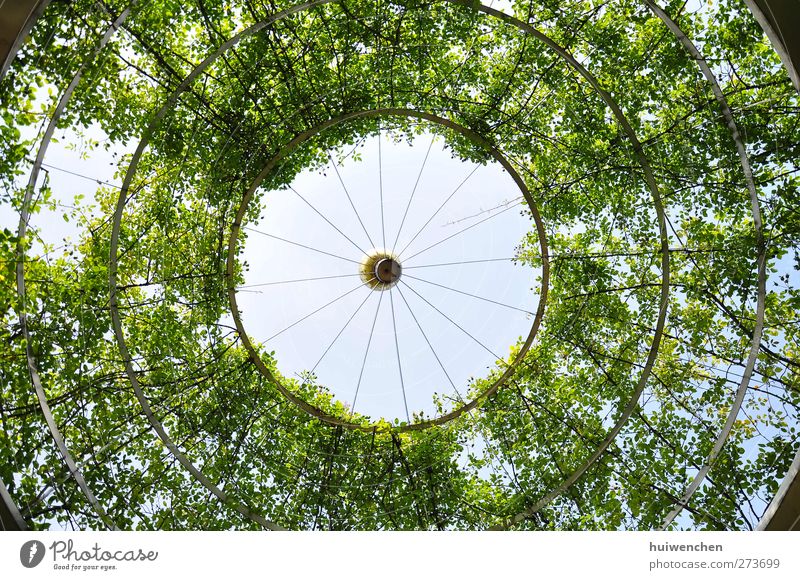 round and round and round Environment Nature Plant Air Sky Sun Summer Beautiful weather Tree Leaf Park Breathe Observe Think To enjoy Looking Dream Growth Free