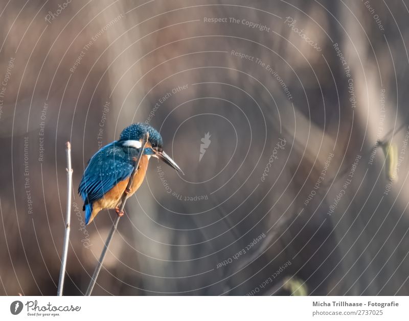 Kingfisher on a branch Environment Nature Animal Sunlight Beautiful weather Twigs and branches River bank Wild animal Bird Animal face Wing Claw Beak Feather