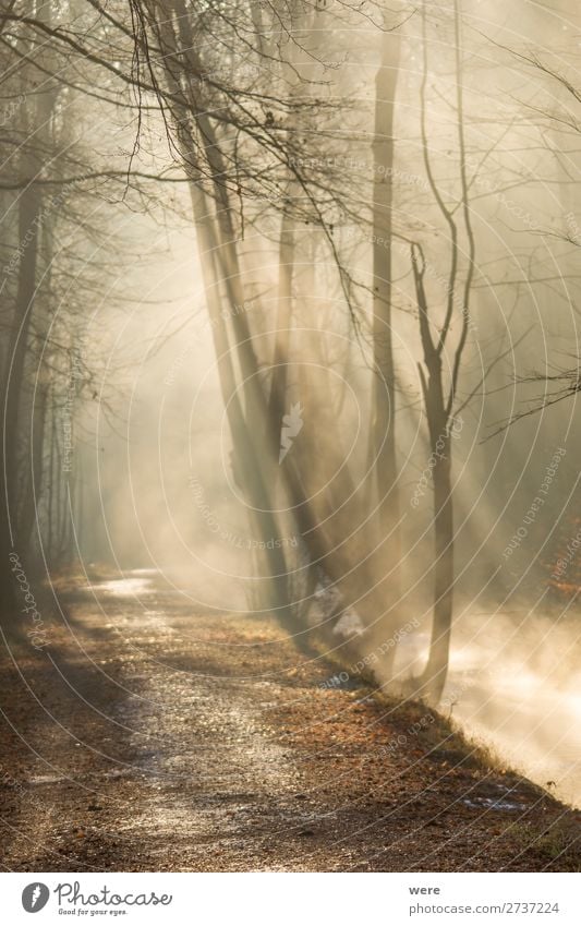 Fog rises on a sunny winter morning Winter Nature Sun Sunrise Sunset Sunlight Weather Beautiful weather Brook River Warmth copy space creek dirt forest path