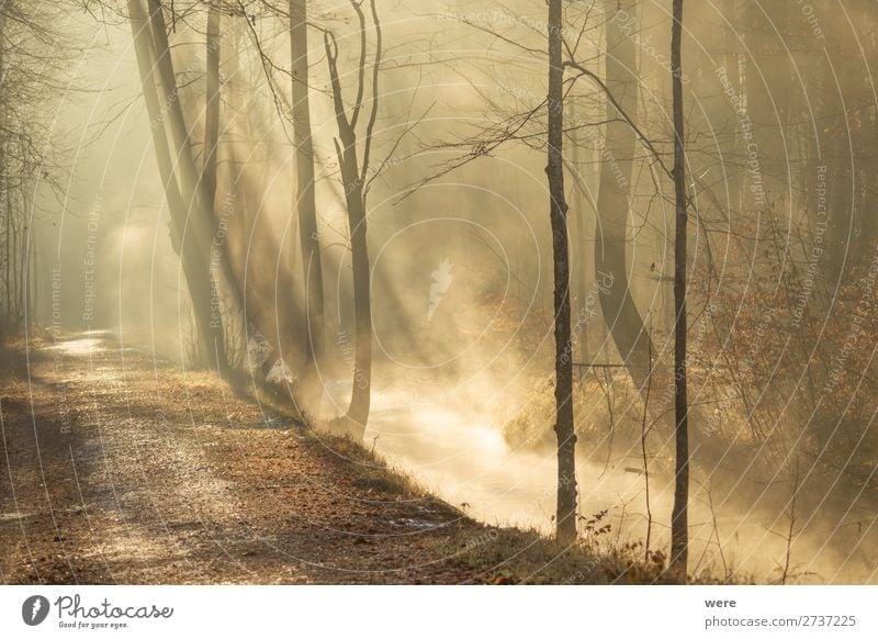 Fog rises from a creek Winter Nature Sunrise Sunset Sunlight River bank Brook Glittering Warmth copy space dirt fog forest path forest road landscape morning