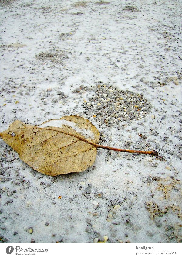 tracks Environment Nature Plant Earth Winter Ice Frost Snow Leaf Freeze Lie Firm Cold Natural Brown Gray White Emotions Moody Loneliness End