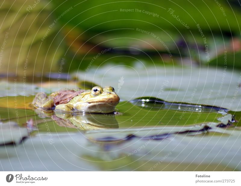 frog swell Environment Nature Plant Animal Elements Water Spring Leaf Pond Wild animal Frog Animal face 1 Wet Natural Warmth Green Water lily leaf Reflection