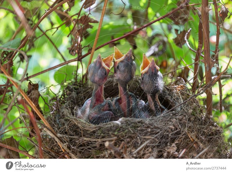 young hungry blackbirds in the nest Nature Animal Spring Summer Beautiful weather Garden Park Meadow Field Forest Wild animal Bird 3 Group of animals