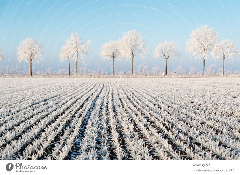 winter landscape Environment Landscape Plant Earth Air Cloudless sky Winter Beautiful weather Ice Frost Tree Agricultural crop Field Edge Cold Blue Brown White