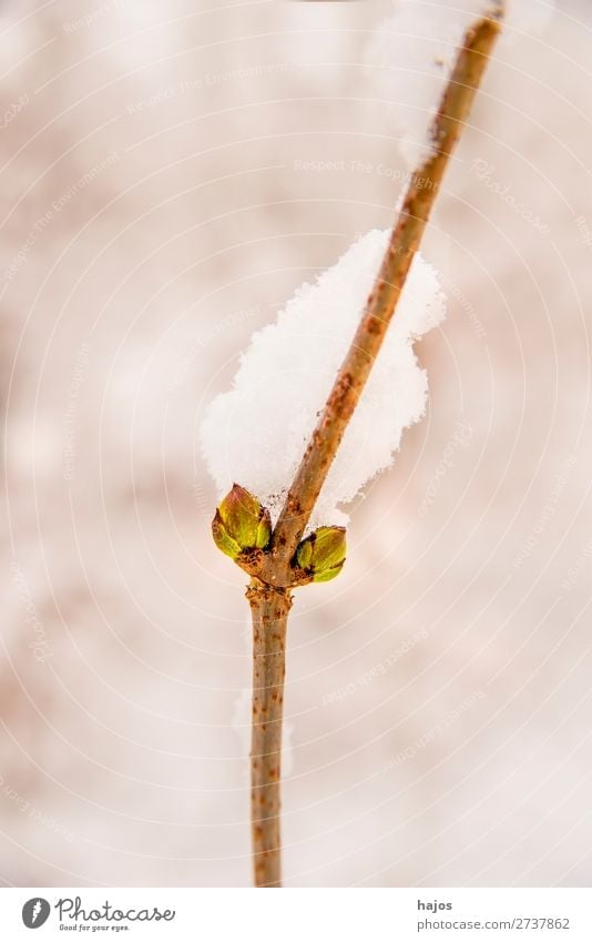 Tree bud in the snow Winter Snow Jump Green White tree shoot sprout Alpina snowcap snowy Season Plant Growth Instinct Depth of field Few Forest flora Nature