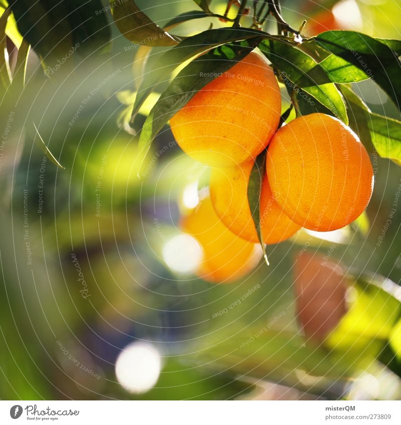 Orange Garden XI Environment Nature Climate Climate change Beautiful weather Esthetic Orange juice Orange peel Orange tree Orange slice Orangery Plantation