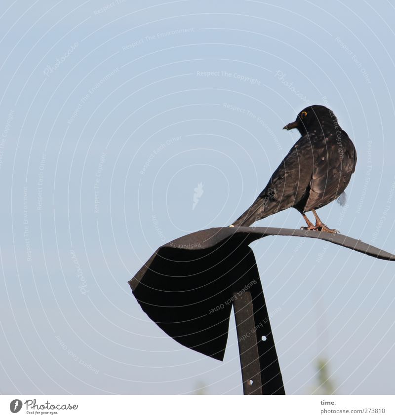 Black-faced Dipper Animal Wild animal Bird Wing Blackbird Plumed 1 Metal Observe Crouch Sit Stand Loneliness Break Watchfulness Colour photo Exterior shot