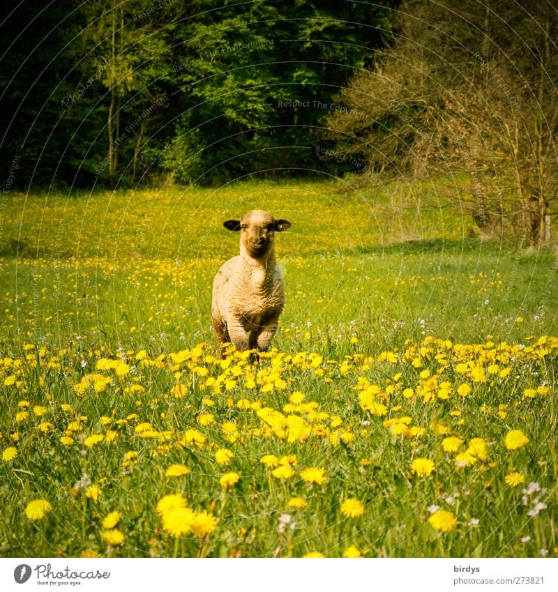 soloist Nature Spring Summer Beautiful weather Dandelion Forest Farm animal Sheep 1 Animal Observe Looking Stand Free Fresh Positive Yellow Green Watchfulness