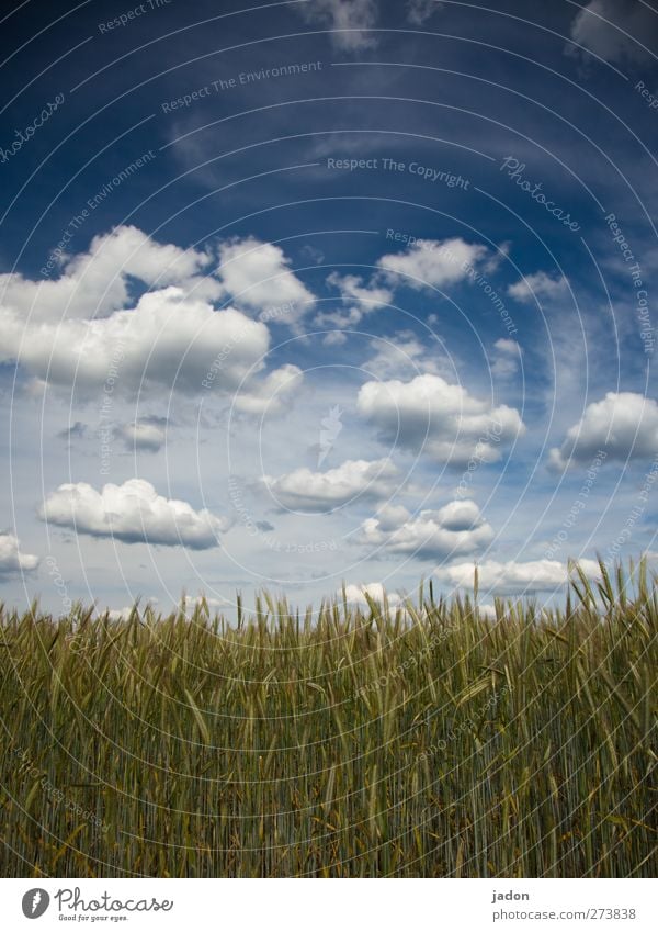 cloudy. Harmonious Relaxation Environment Nature Landscape Sky Clouds Spring Beautiful weather Plant Agricultural crop Grain Grain field Field Infinity Blue