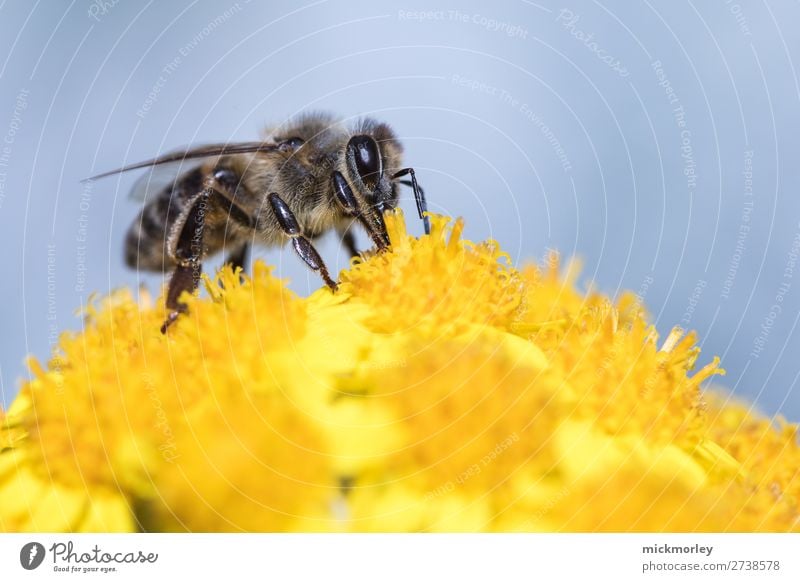 Bee in the yellow sea Life Summer Environment Nature Animal Spring Beautiful weather Foliage plant Garden Park Forest Wild animal 1 Work and employment