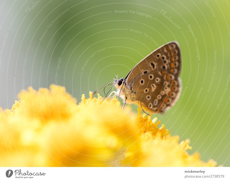 Butterfly in a sea of yellow nectar Life Harmonious Calm Fragrance Environment Nature Plant Animal Beautiful weather Garden Meadow Blossoming Eating To enjoy
